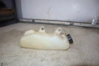 99-09 Yamaha Rhino 660 Coolant Overflow Radiator Bottle 5GS-21871-00-00 Used. Price: $39.59.
