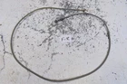 2019 Polaris Ranger 900 Xp Front To Rear Brake Line 1912085 Hose Used. Price: $14.99.