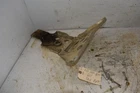 2000 Suzuki Quadmaster LTA500 4X4 Front Skid Plate 42520-09FA0 Used. Price: $69.99.